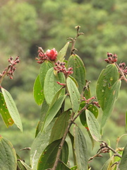 Cavendishia pubescens