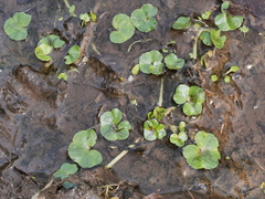 Ranunculus hederaceus