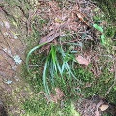 Haplopteris flexuosa