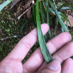 Haplopteris flexuosa
