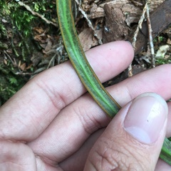 Haplopteris flexuosa