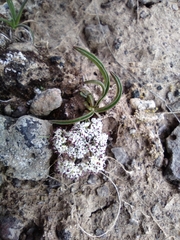 Lomatium lithosolamans