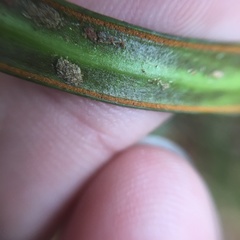 Haplopteris flexuosa