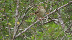Cisticola aberrans
