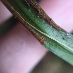 Haplopteris flexuosa