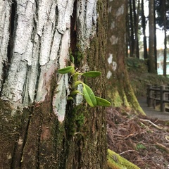 Bulbophyllum pectinatum