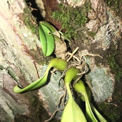 Bulbophyllum pectinatum