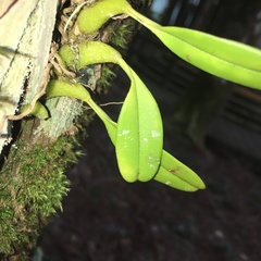 Bulbophyllum pectinatum