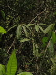 Sciodaphyllum trianae