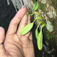 Bulbophyllum pectinatum