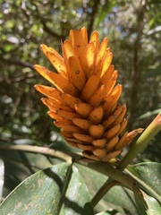 Renealmia cernua image