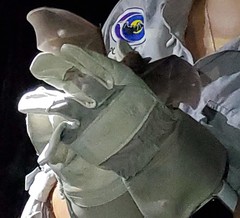 Erophylla bombifrons