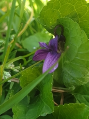 Viola odorata
