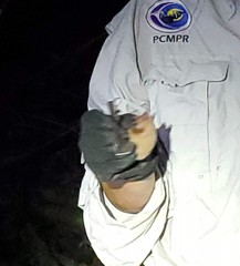 Erophylla bombifrons