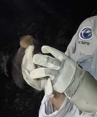 Erophylla bombifrons