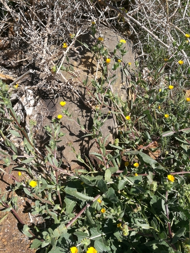 Calendula image