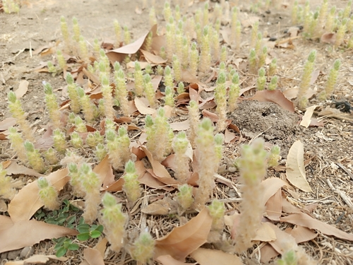 Image of Nelsonia canescens by (c) ONG SOS Biodiversity, some rights reserved (CC BY)