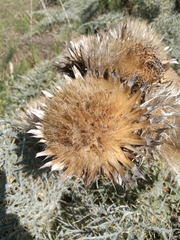 Cynara cardunculus image