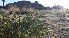 Astragalus lentiginosus variabilis
