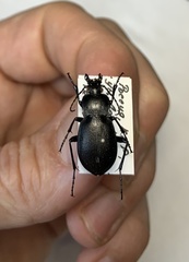 Tomocarabus