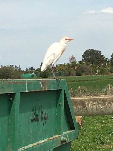 Western Cattle-Egret