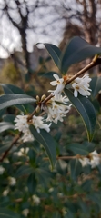 Osmanthus × burkwoodii