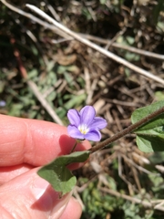 Convolvulus siculus subsp. siculus image