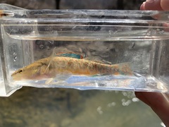 Etheostoma spilotum