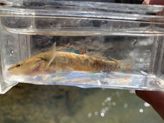 Etheostoma spilotum