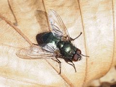 Eudasyphora cyanella