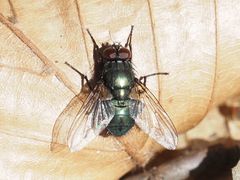 Eudasyphora cyanella