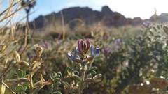 Astragalus lentiginosus variabilis