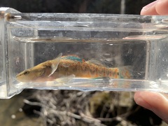 Etheostoma spilotum
