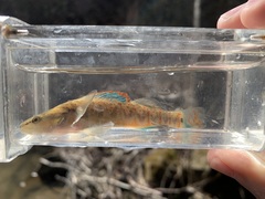Etheostoma spilotum