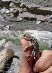 Diploderma laeviventre