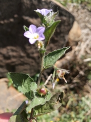 Convolvulus siculus image