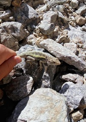 Diploderma laeviventre