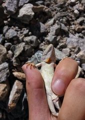 Diploderma laeviventre