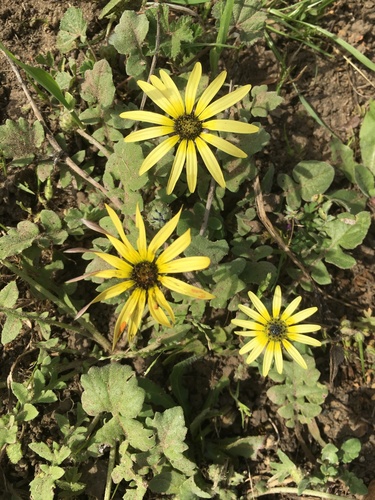 Capeweed
