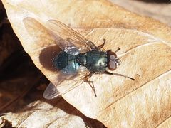 Eudasyphora cyanella