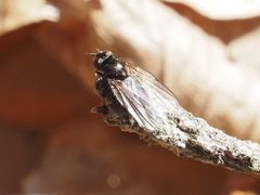 Earomyia lonchaeoides