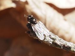 Earomyia lonchaeoides