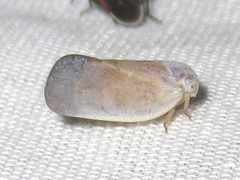 Flatormenis saucia