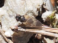 Earomyia lonchaeoides
