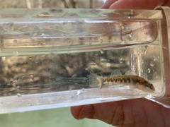 Etheostoma spilotum