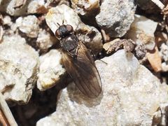 Earomyia lonchaeoides