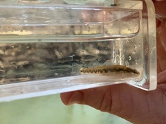 Etheostoma spilotum