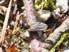 Earomyia lonchaeoides