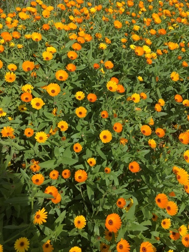 Calendula stellata