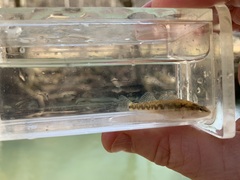 Etheostoma spilotum
